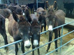 甘肃榆中：毛驴养殖合作社 精准扶贫新妙招