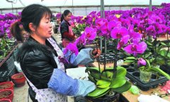 福建：龙岩永定区蝴蝶兰种植基地迎来销售旺季