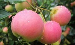 国家地理标志保护产品：来安花红明光绿豆