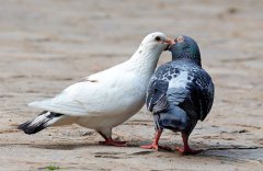 山东菏泽：鲁庄村飞出“致富鸽”