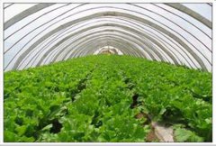 <b>河南南阳：“实训基地+贫困户”大棚蔬菜种出好日子</b>