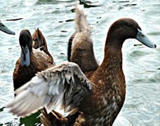 广西横县飞天鸭借电商“一飞冲天”