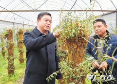 湖南长沙：他让养生仙草“傍”上植物大熊猫