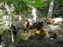 泥水匠转行 巧养“生态鸡”