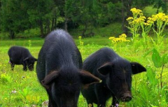 河北涞水县韩立虎：走出一条贫困山区特色脱贫之路