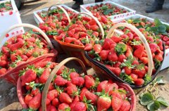 <b>河南中牟县：草莓长出牌子来</b>