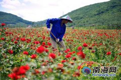 家家能就业 户户有产业 玫瑰花成海南村民致富花