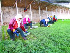 甘肃酒泉金塔县：温室沙葱备受青睐