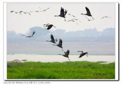 宁夏湿地公园观鸟佳期至带上攻略快出发