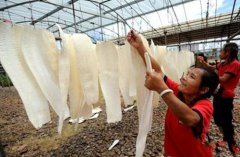 江西东乡：丝瓜络致富