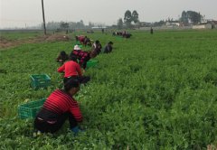 四川什邡回澜镇豌豆尖的致富经