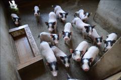 湖南常德“石门香猪”打开山区群众致富门