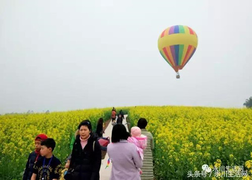 重庆永川：青峰油菜花开了！快来赏花、坐热气球、购特产！