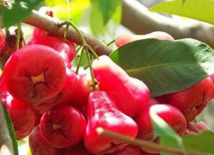 全国农村青年致富带头人海口王琼——创新模式 带领村民奔小康