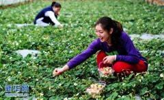 河北省石家庄 “农业+旅游”助力乡村致富增收