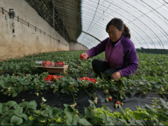 吉林集安市：集安草莓——致富的“金果”