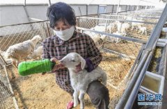 河北省景县:湖羊养殖蹚出致富新路子