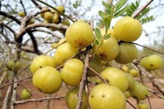 “余甘果”被称为圣果， 可惜很多人还不知道！