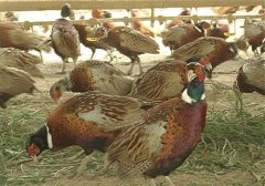 海南：90后定安小伙养殖七彩山鸡敲响致富门