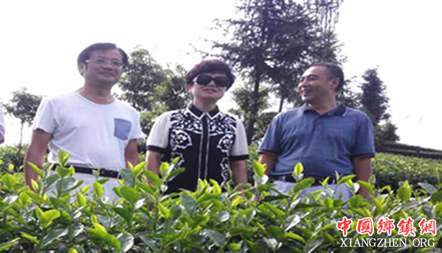 <b>泸州：北京雷力集团副董事长汤洁一行考察纳溪茶业</b>