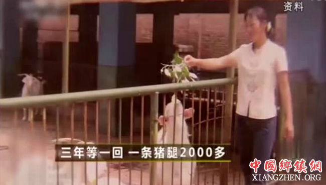 农村妇女创业是怎么把一条猪腿卖到2000元的？