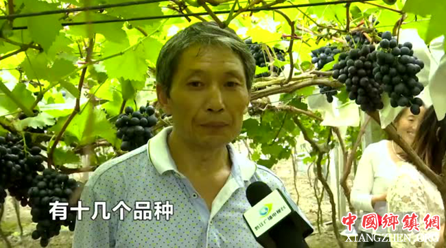 农村留守妇女的龙眼采摘竞赛