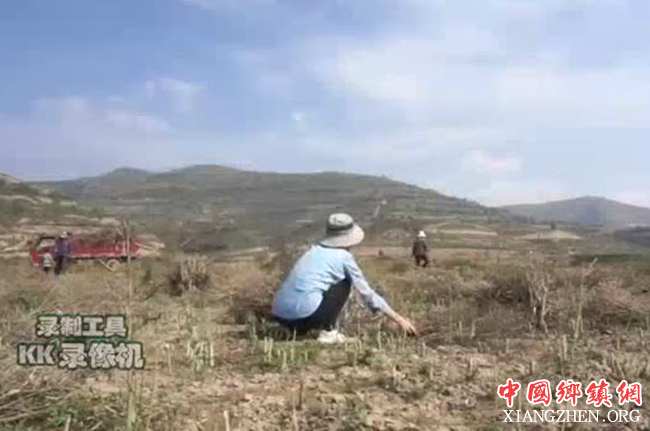 瑞典洋媳妇假期回青海农村，在农村帮家人收割油菜！