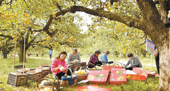 <b>安徽：砀山县美丽乡村乐农家</b>