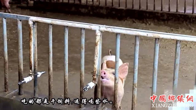 农村小伙现代新式养猪，年收入50万