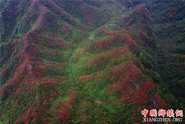 <b>重庆：漫山红遍 酉阳红叶进入观赏期</b>
