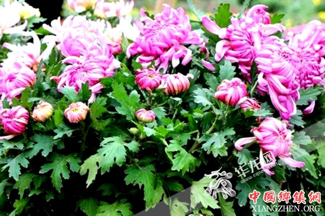 <b>重庆：周末到涪陵李渡赏菊展 21个景点融入丰富活动</b>