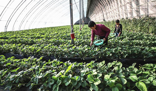 辽宁：“股份制大棚”助贫困户增收