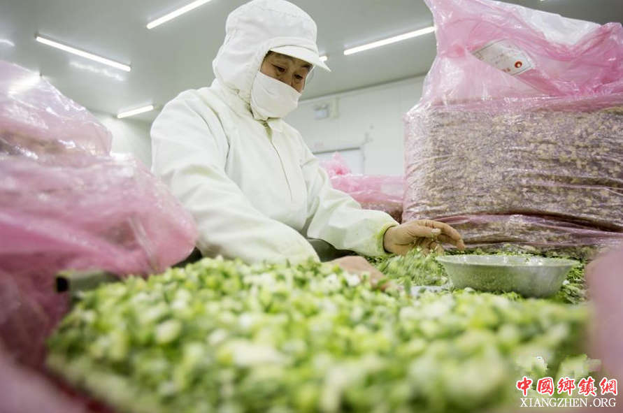 <b>江苏泰州：兴化香葱产销两旺</b>