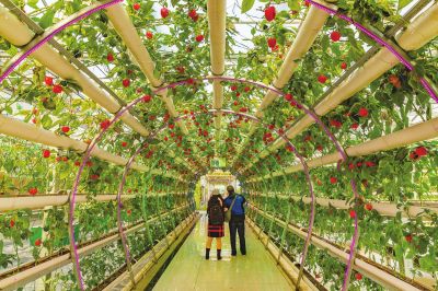 <b>河北省石家庄市以园区建设引领农业高质量发展</b>