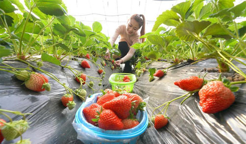 <b>河北唐山：合作社助推乡村振兴</b>