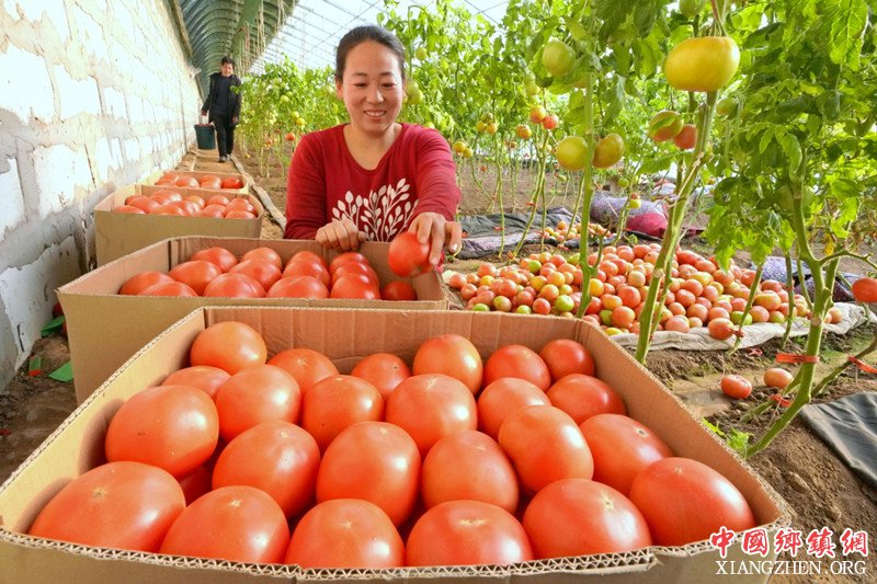 河北丰润：合作社助推乡村振兴