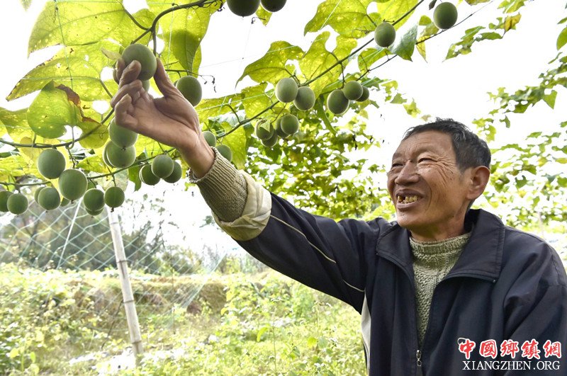 <b>罗汉果成为“致富果”</b>