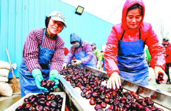 安徽：庐江县白湖镇泥土里挖出“金娃娃”