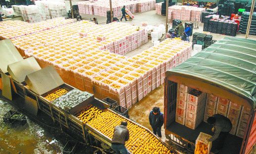 湖南：冰糖橙 致富果