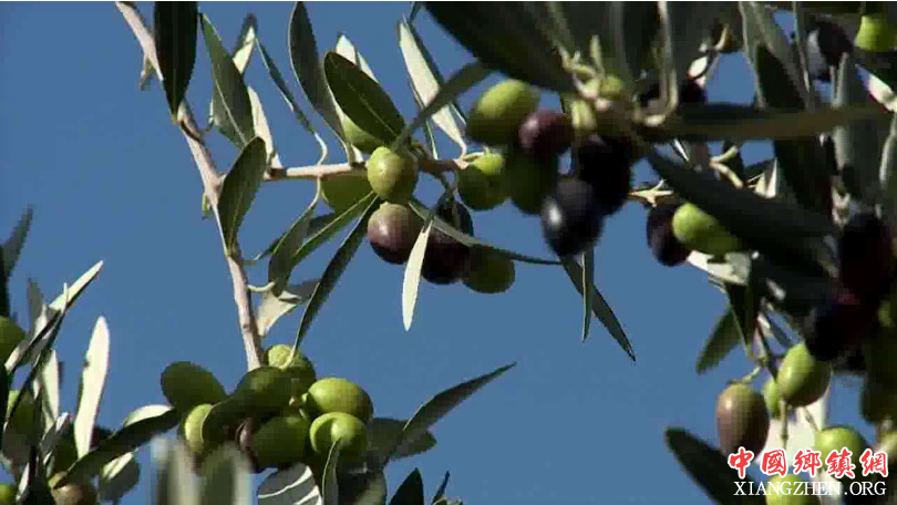 <b>广元市利州区：牵手企业迈出乡村振兴第一步</b>