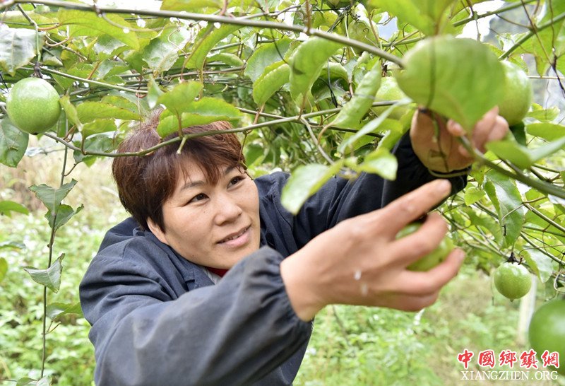 广西：特色种植富农家