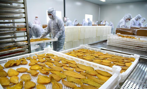 山东：工厂化加工地瓜 铺就冬闲增收路