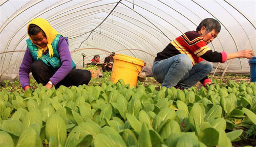 新年伊始农事忙