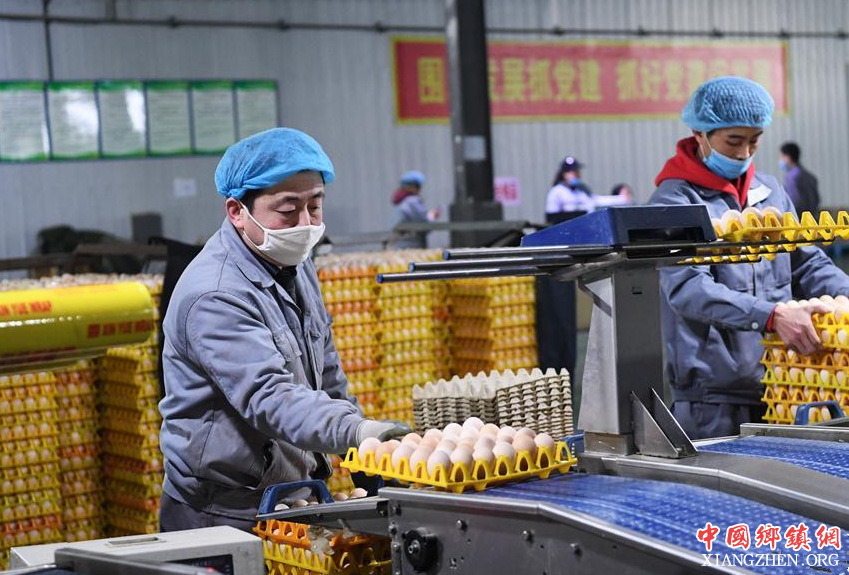小鸡蛋成致富大产业