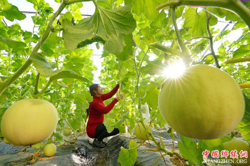 <b>河北唐山：设施农业让农民“冬闲”变“冬忙”</b>