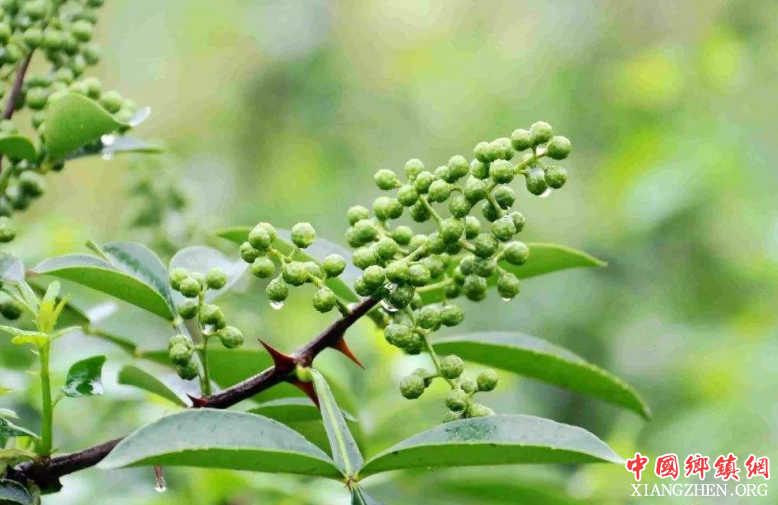 四川泸州：香料受青睐 造就“藤椒大王”