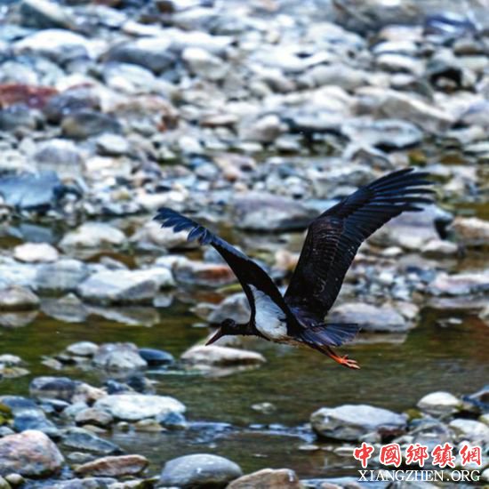 <b>陕西佛坪发现国家一级保护鸟类黑鹳成群越冬</b>