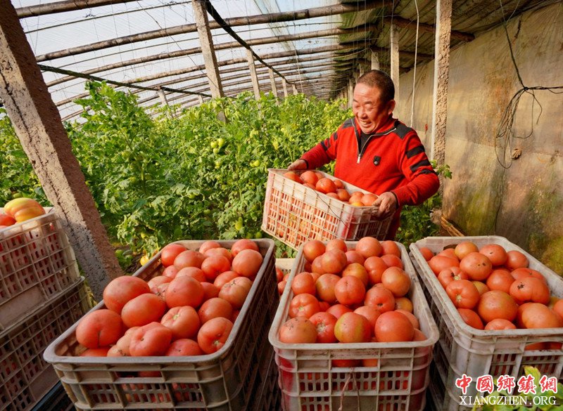 <b>河北：特色种植促农增收</b>