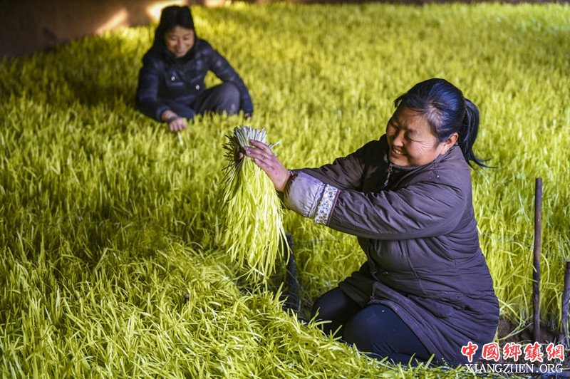 <b>河北深州：黄韭飘香致富路</b>