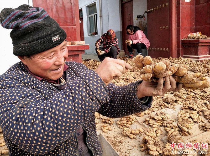 <b>山东郯城：窖藏黄姜喜出售  价格增值一倍多</b>